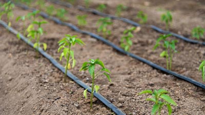 Garden Irrigation